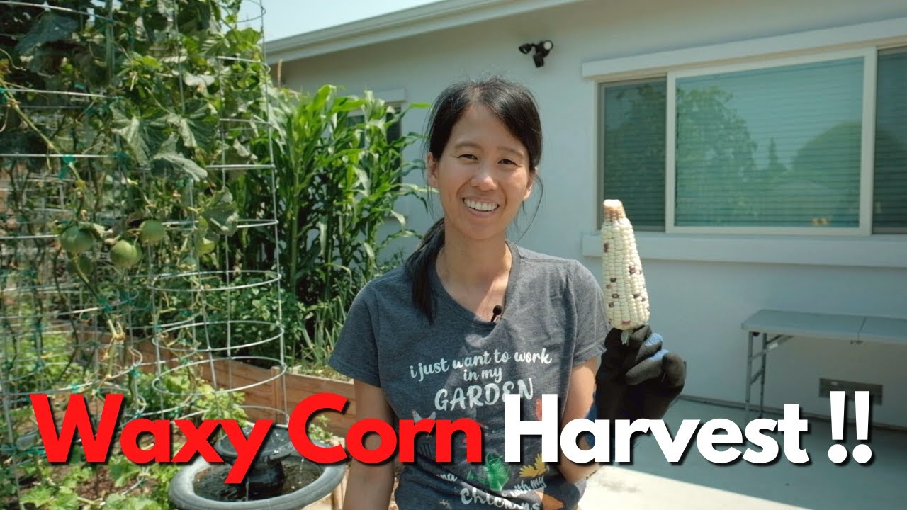 Harvesting waxy/glutinous corn!! || Growing waxy/glutinous corn (Part 3/3)