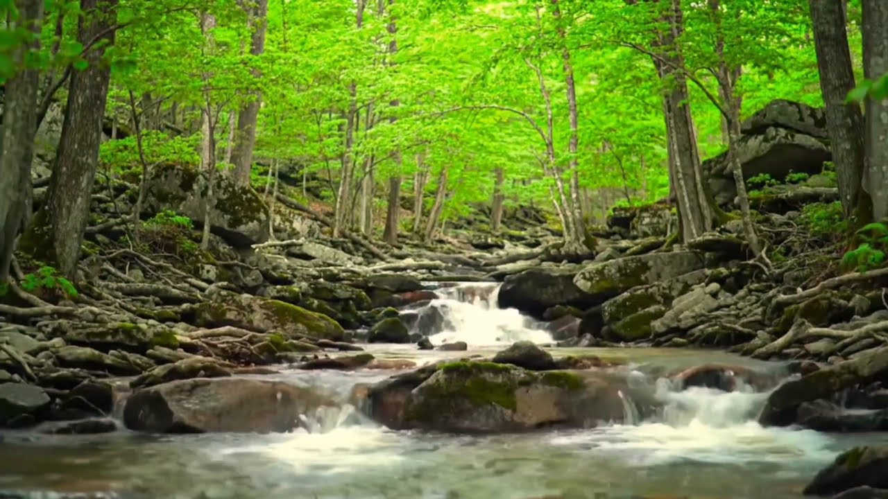 Forest Ambience, Water Sounds, Birds Singing, ASMR