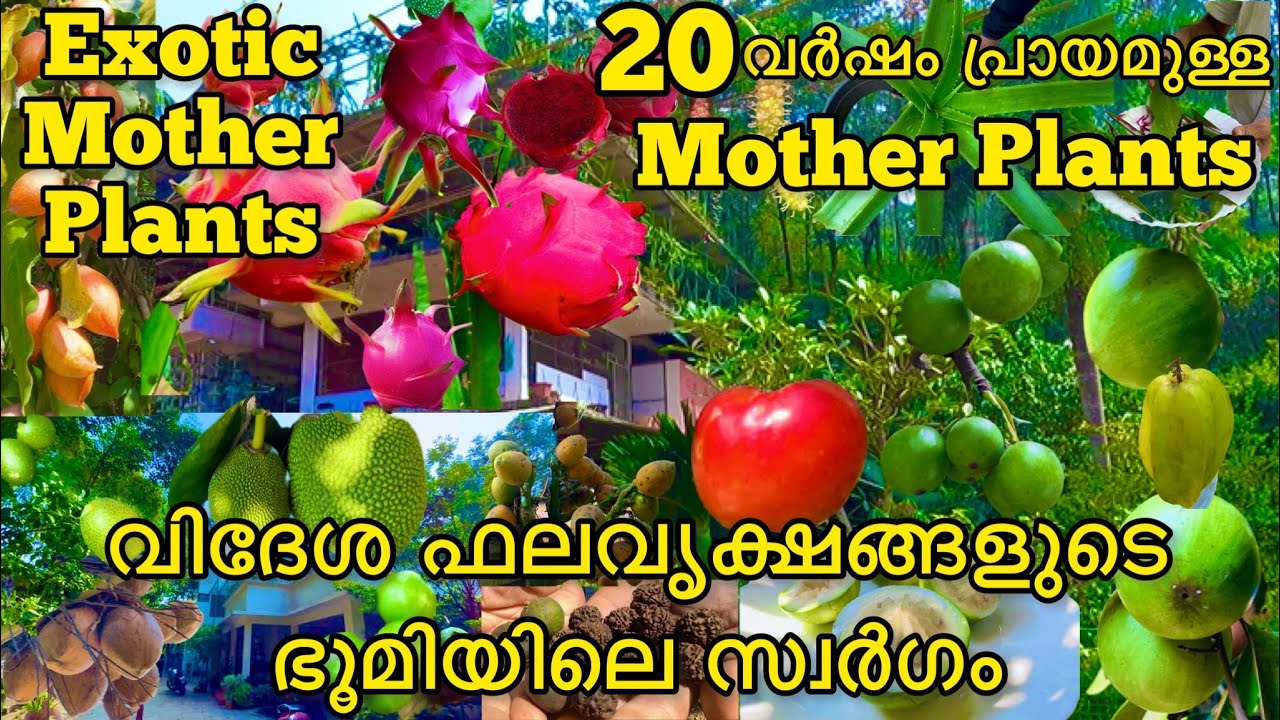 20 രൂപയ്ക്ക് miracle fruit plant വിൽക്കുന്ന നഴ്സറി | rare exotic fruit plants sale | fruit trees