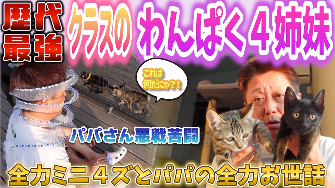 元気すぎる４兄妹！歴代最強クラスのわんぱくミニ４ズ