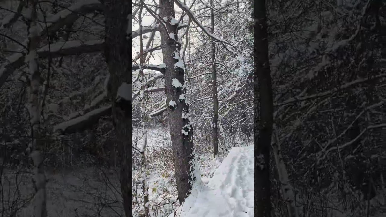 Tamarack Trail at Hersey Conservation Area, Timmins Ontario Canada - Afternoon of November 8, 2025