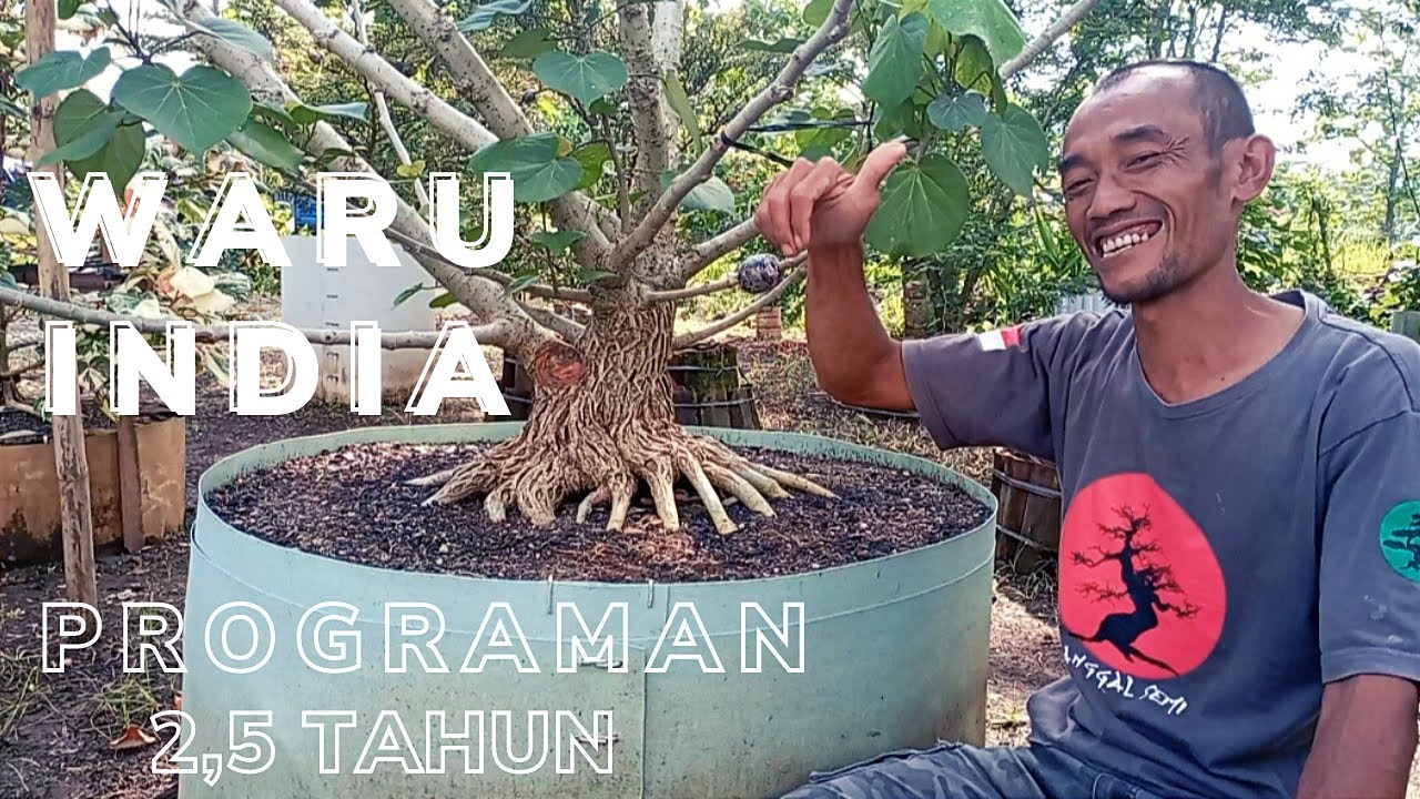 Program Bahan Bonsai Waru Bersama Bp. Musa Gembong Wonogiri