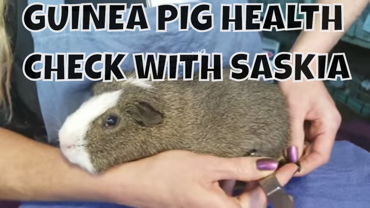 Guinea Pig Health and Arthritis Check with Earthquake