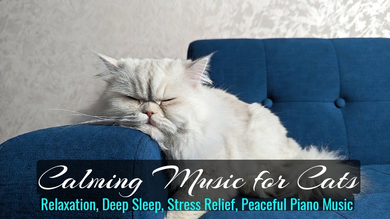 LIVE Sleeping Cats That Make You Feel Safe and Relaxed 🌙 | Season 16