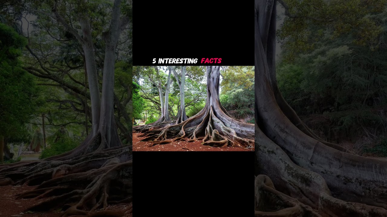 5 Interesting Facts about Tree 
