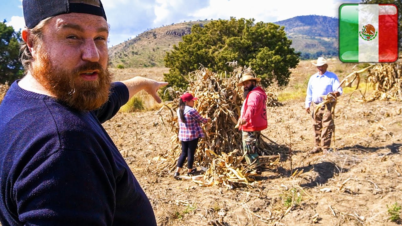 ALEMÁN trabajando en el CAMPO MEXICANO 🇲🇽 @No Manches • Qué Receta @WeroWeroTV