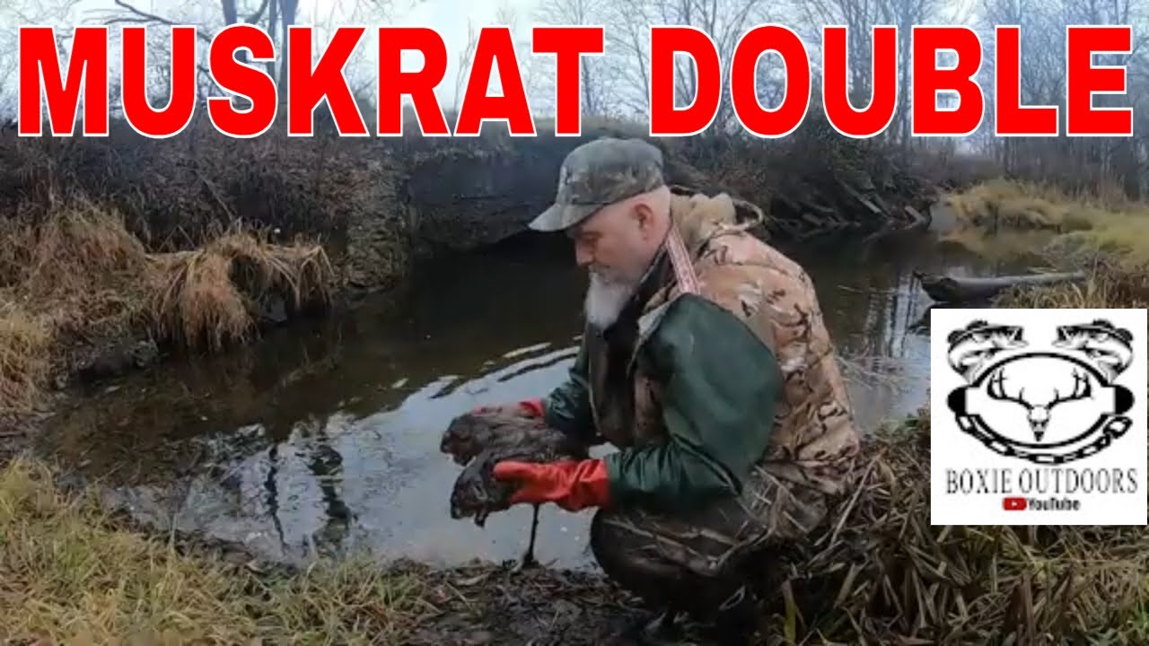 Muskrat Trapping Double Rat Catch #muskrat #raccoon