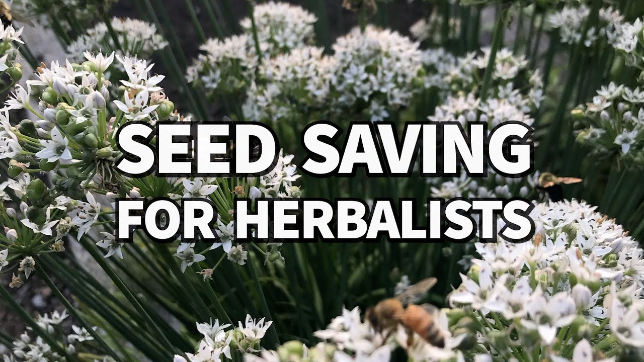 SEED SAVING for HERBALISTS