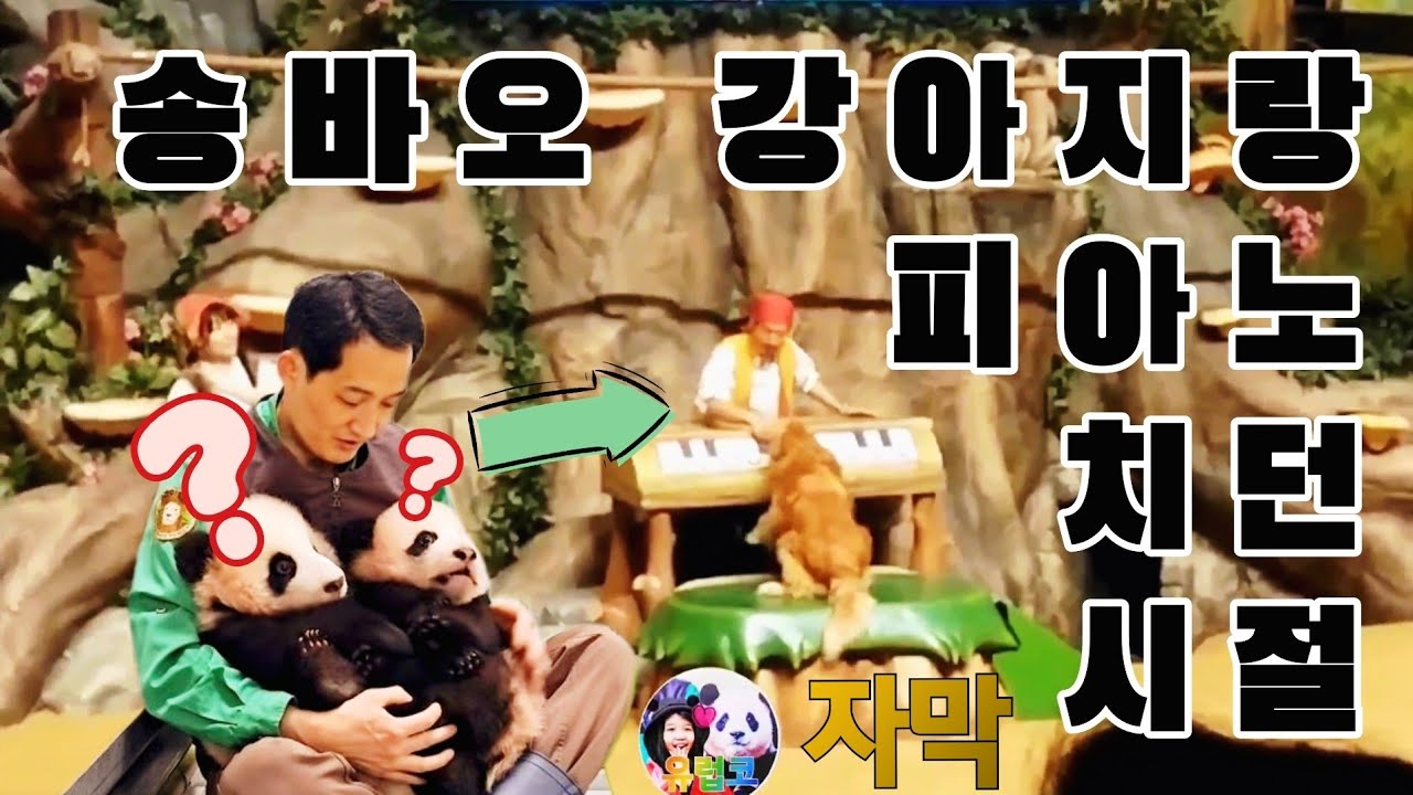 송바오 푸바오 판다 할부지 되기 전 [2015년]  [4K] 자막