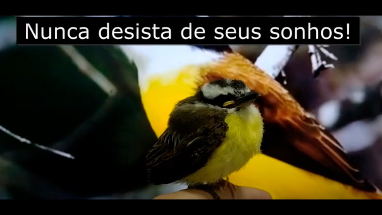 MAVERICK, O BEM-TE-VI