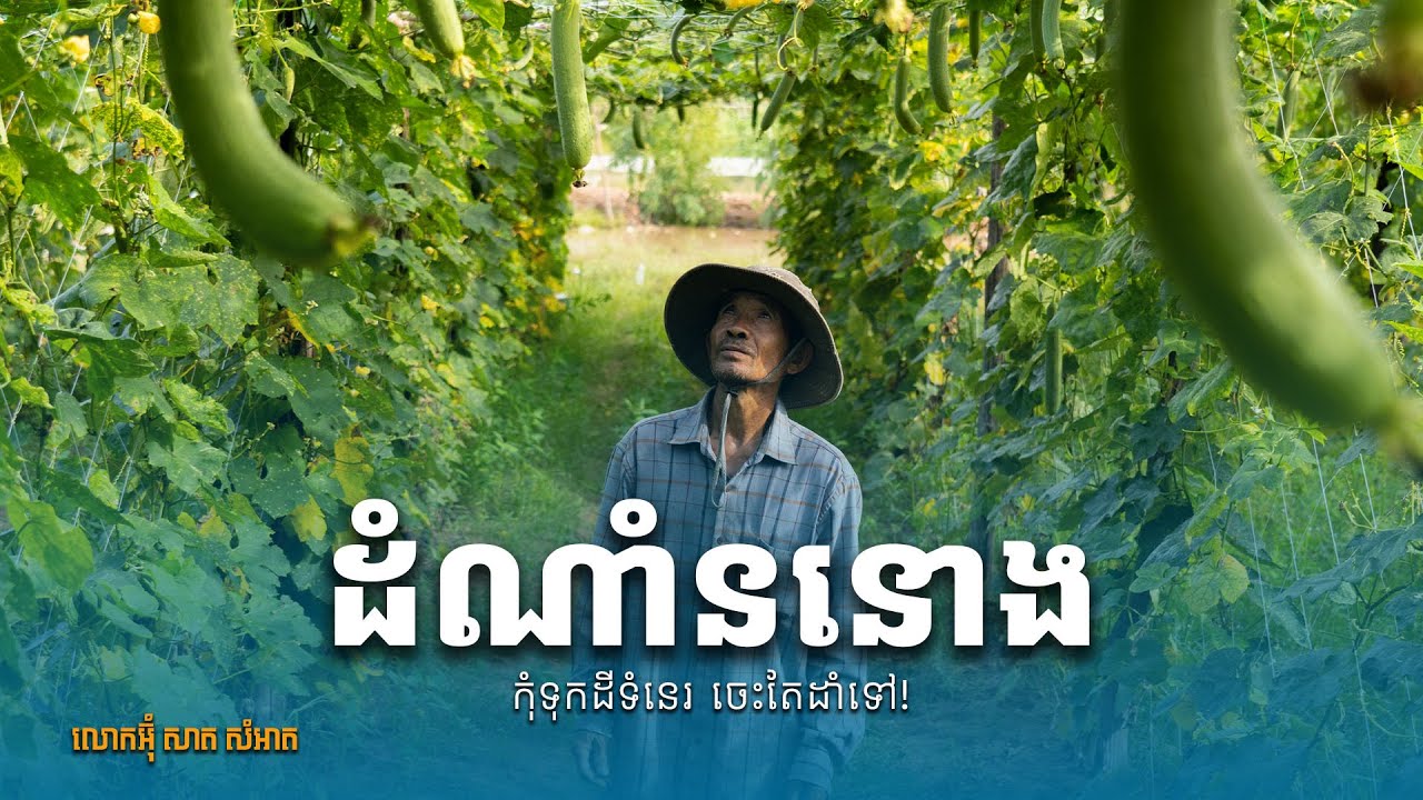 មួយថ្ងៃប្រមូលផលននោងបាន ៤០ ទៅ ៥០គីឡូ ហើយមានរយៈពេលដល់ទៅ៣ខែ, how to plant luffa gourd