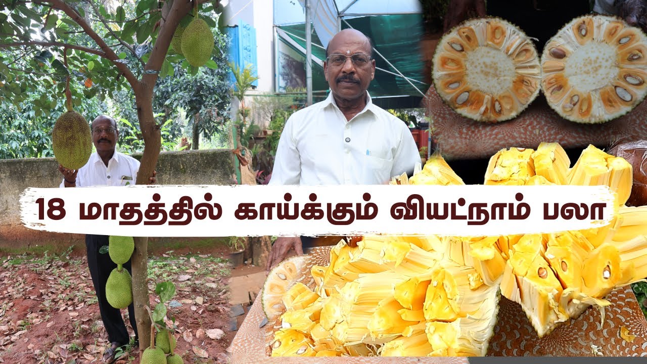 🔥✨ Vietnam Pazham 6.5 KG Harvest! 3 Years Tree-la இத்தனை Weight Possible-ah? 😲 | Greenland Nursery