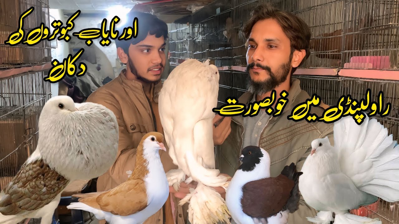 Rawalpindi Birds Market Biggest Pegions Shop in 2025 | Shahzain Animals Vlogs