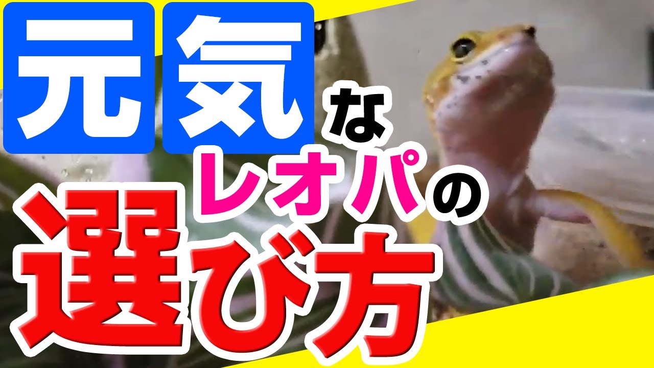 元気なレオパの選び方［レオパードゲッコー/ヒョウモントカゲモドキ］