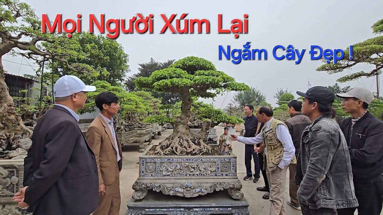 MỌI NGƯỜI KÉO ĐẾN RẤT ĐÔNG ngắm CÂY ĐẸP nhà anh THANH VẬN TẢI tại TIÊN LỮ - HY - ĐT: 0977001888.
