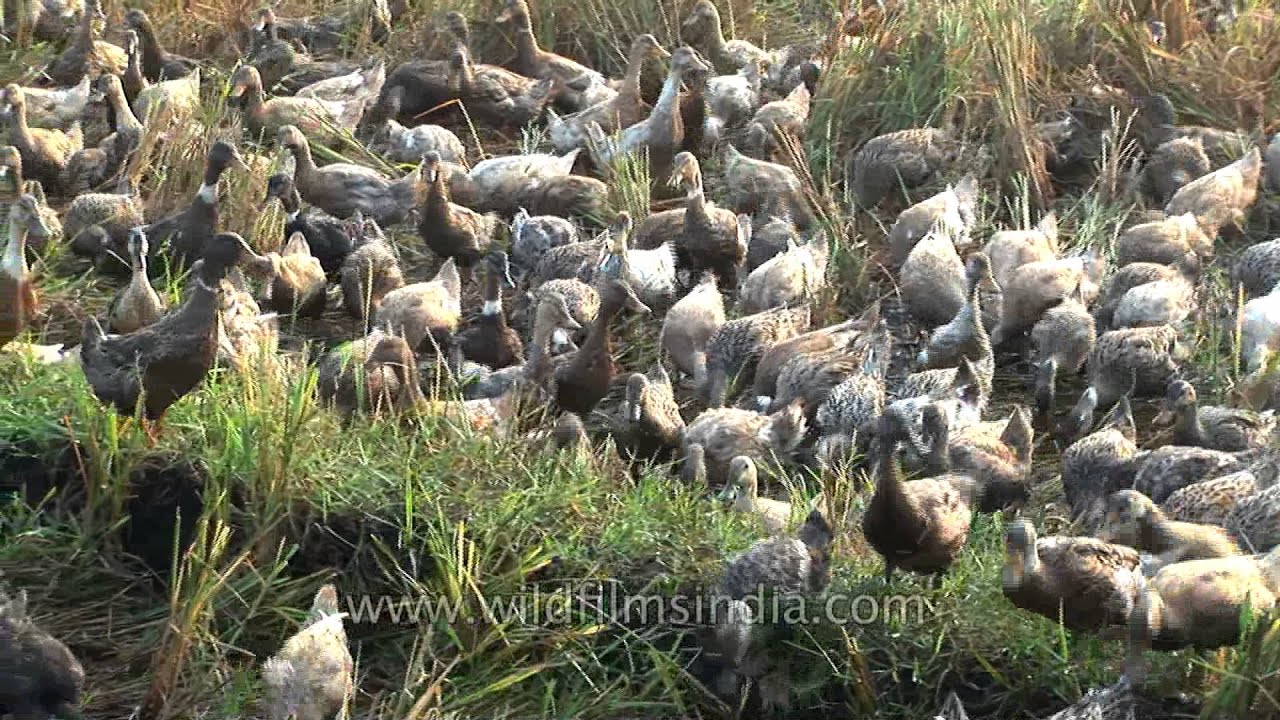 Little duckies in a row - domestic ducks walking in a line