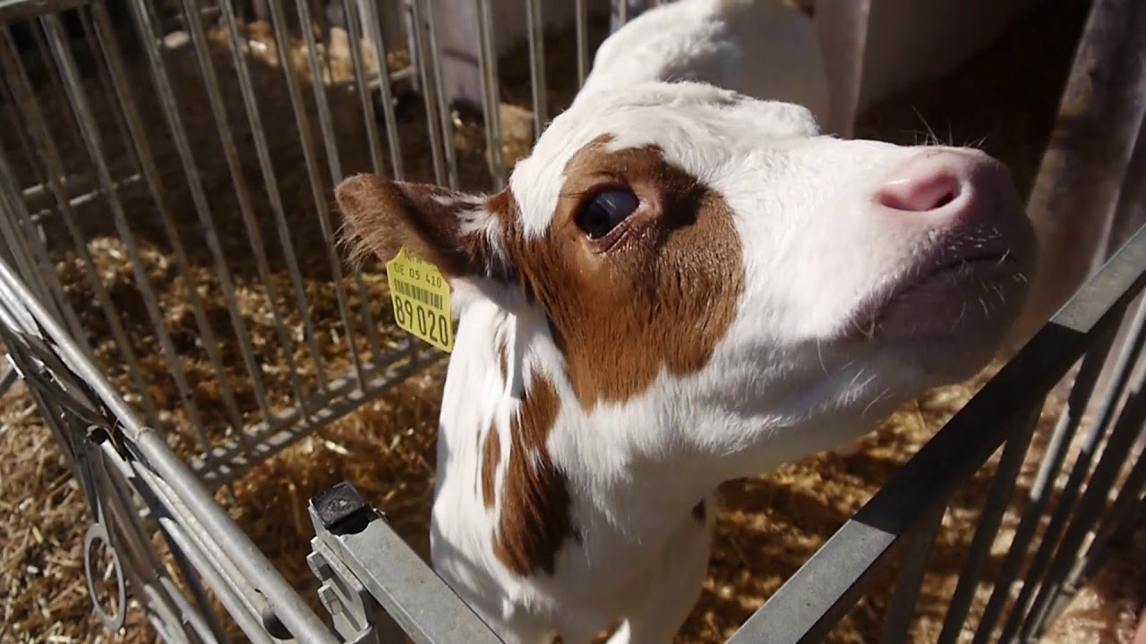 Ku(h)rios - Vom Kalb zur Milchkuh