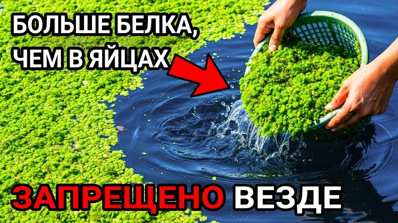 Больше белка, чем в яйцах. Растёт без почвы. Почему это растение закопали?
