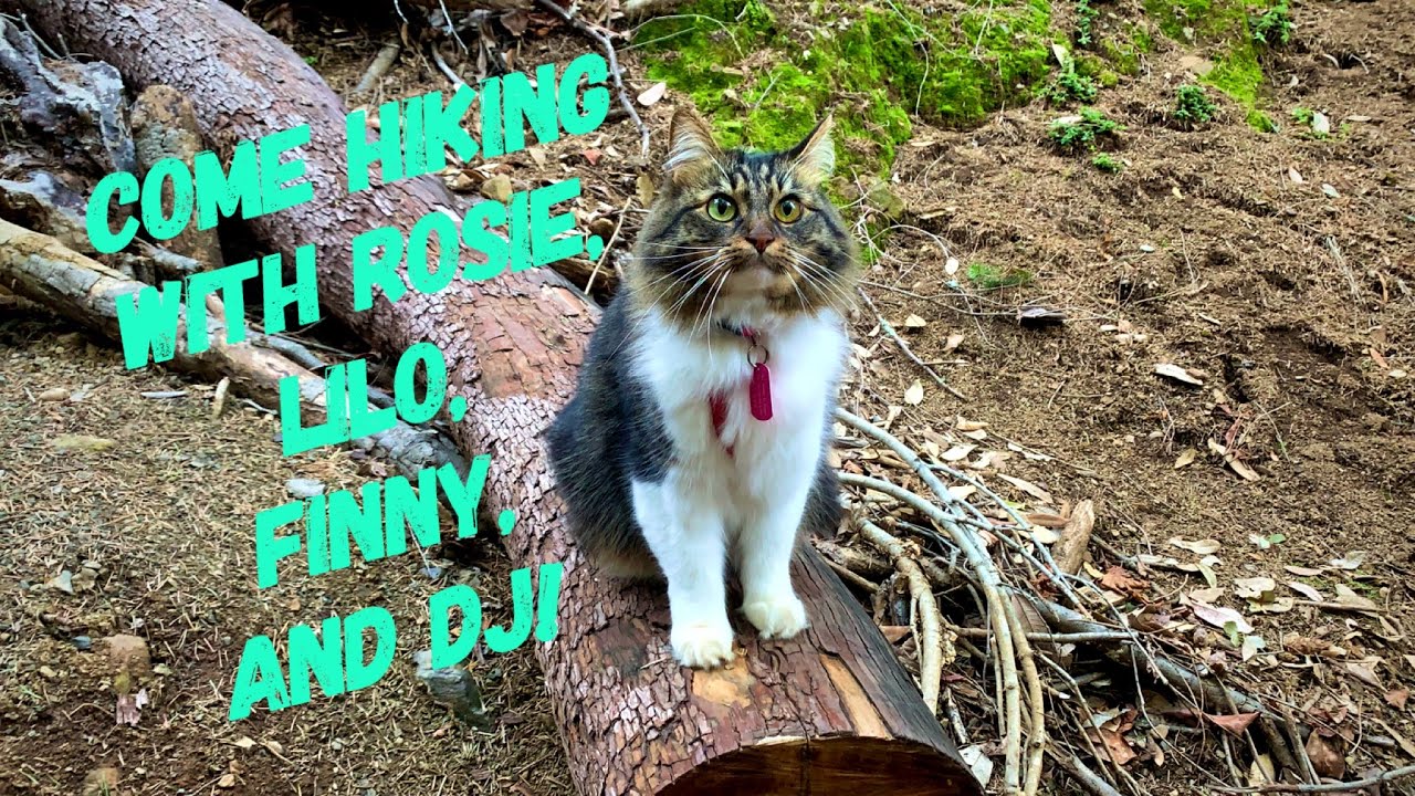 Come Hiking with Rosie, Lilo, Finny, and DJ!