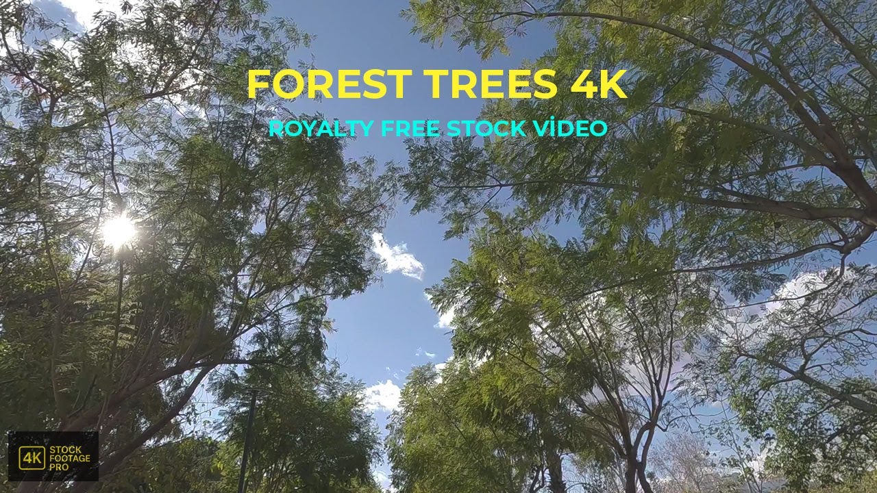 Beautiful Trees in the Forest | Peaceful Nature Video 4K