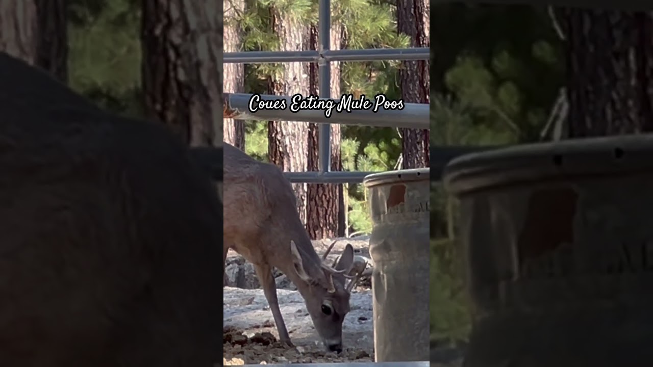 Coues Eatin Mule Poos #shorts #thisisarizona #couesdeer