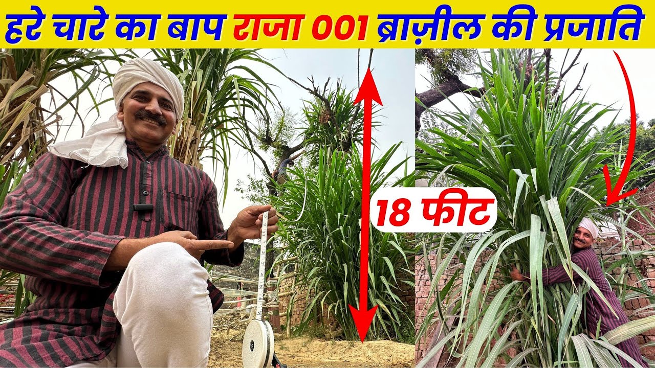 दूध के ड्रम भरने वाला हरा चारा RAJA 001 ब्राज़ील की प्रजाति | Green Fodder for dairy farm 📞9560515567