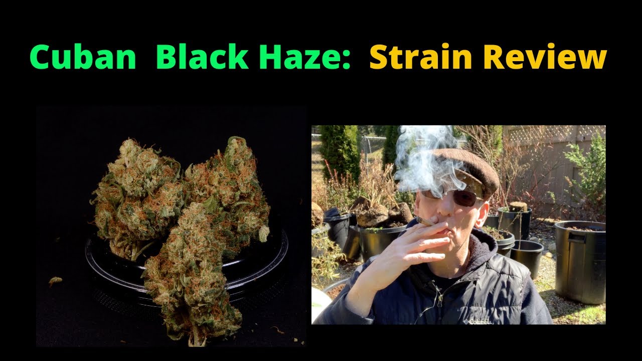 Cuban Black Haze Strain Review