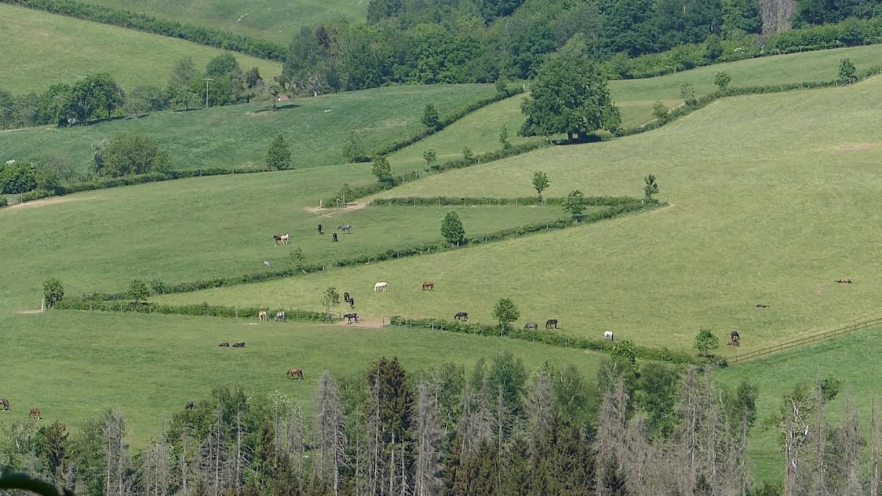 Steinhauerpfad (Bergischer Streifzug Nr. 8) • Lindlar • Mitte Mai 2022