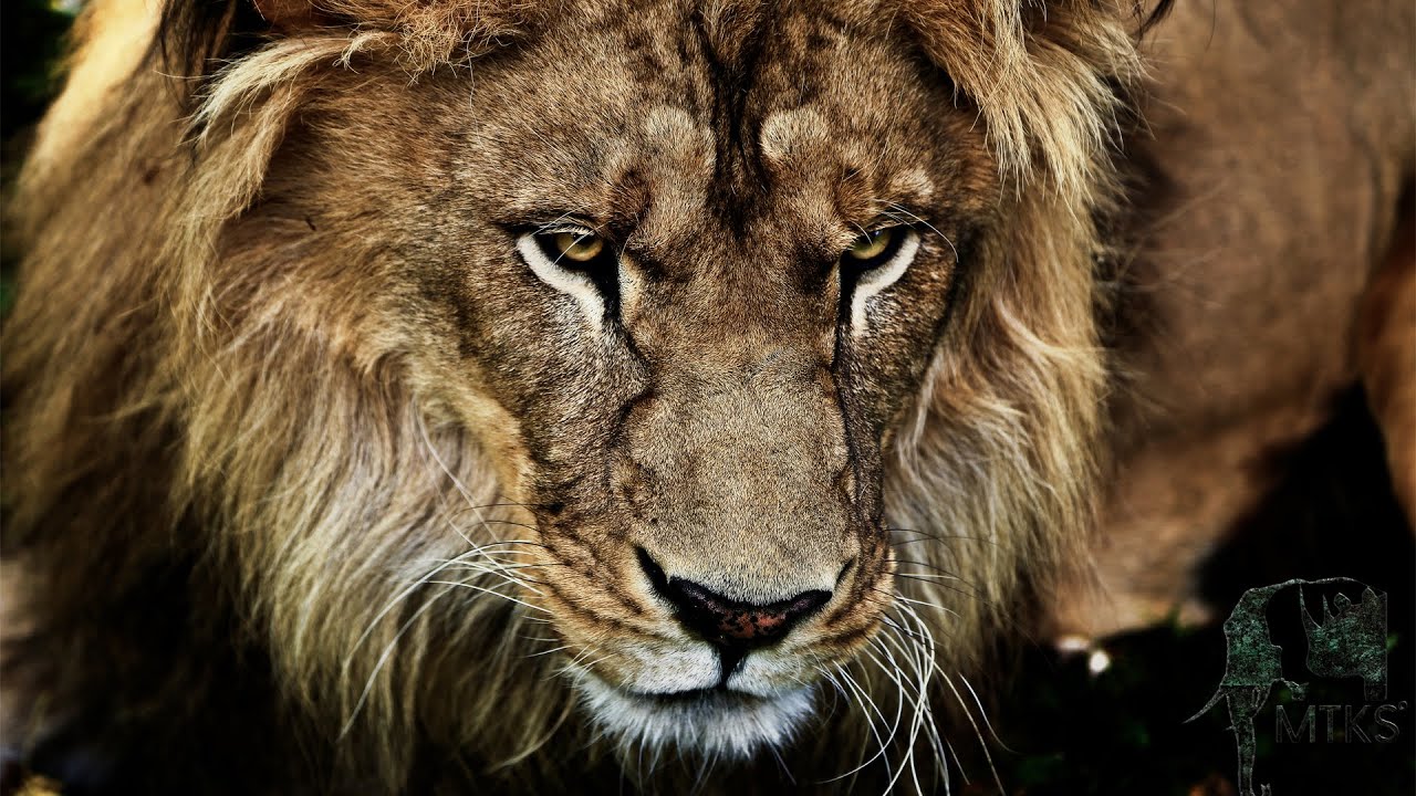 Poppa Lion Meeting his Cubs for the first time - MTKS