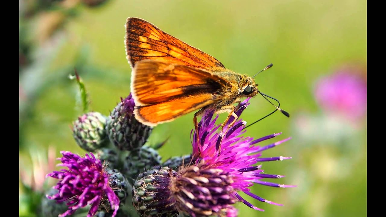 natuurfotografie Hans Vaessen