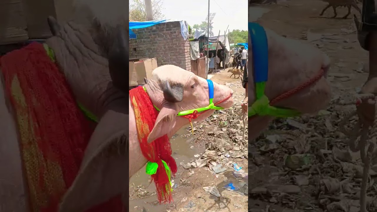 murrah bull video #mandi #video #question #pashu #cow सीमन #reels