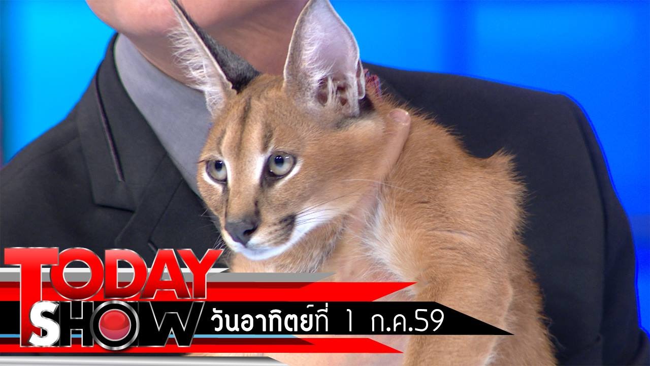TODAY SHOW  3 ก.ค. 59 (2/3) แปลก เฮ ซ่าส์ แมวคาราคัล
