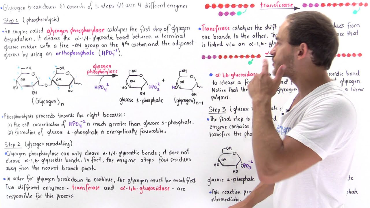 Glycogen Breakdown