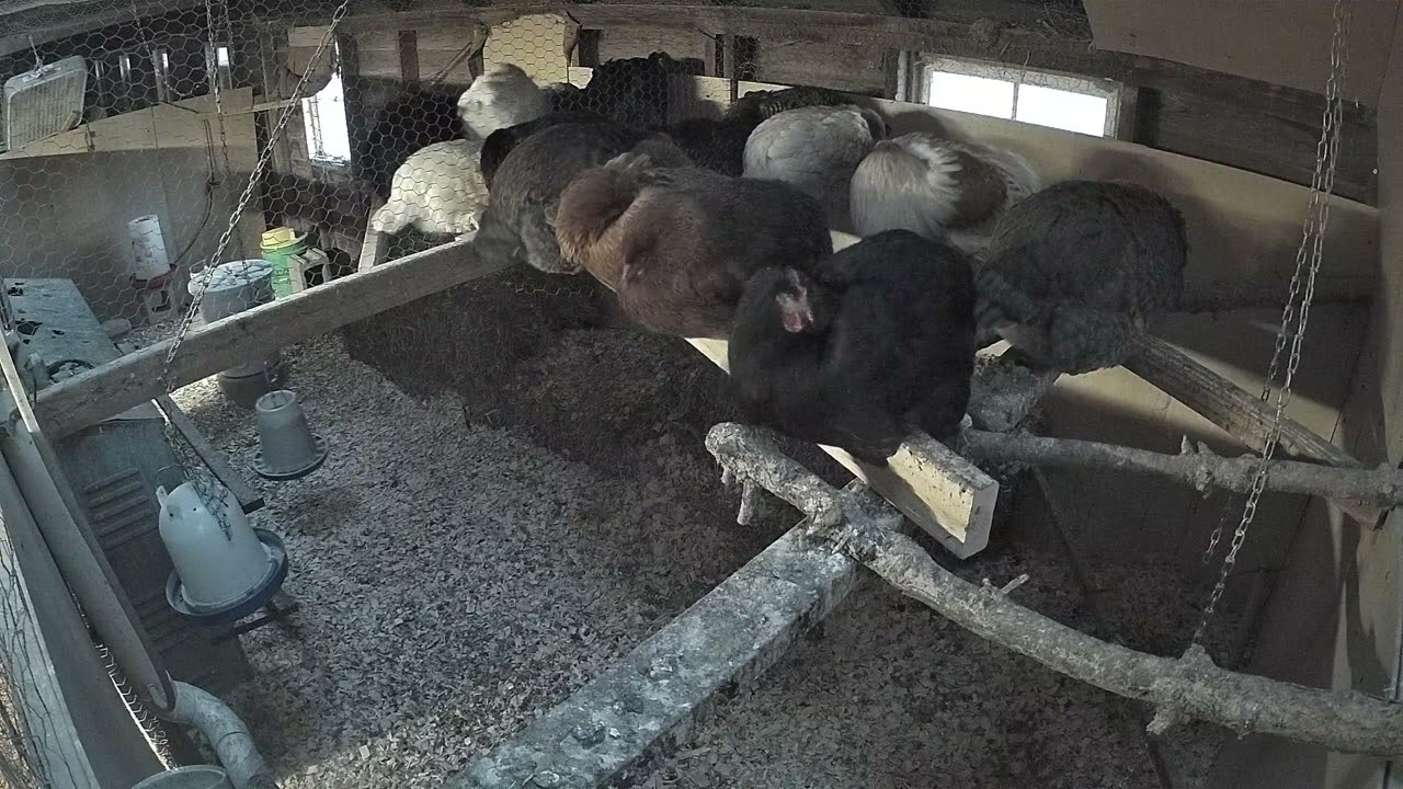 Chicken Coop Cam Night Vision Roosting Bars Hens