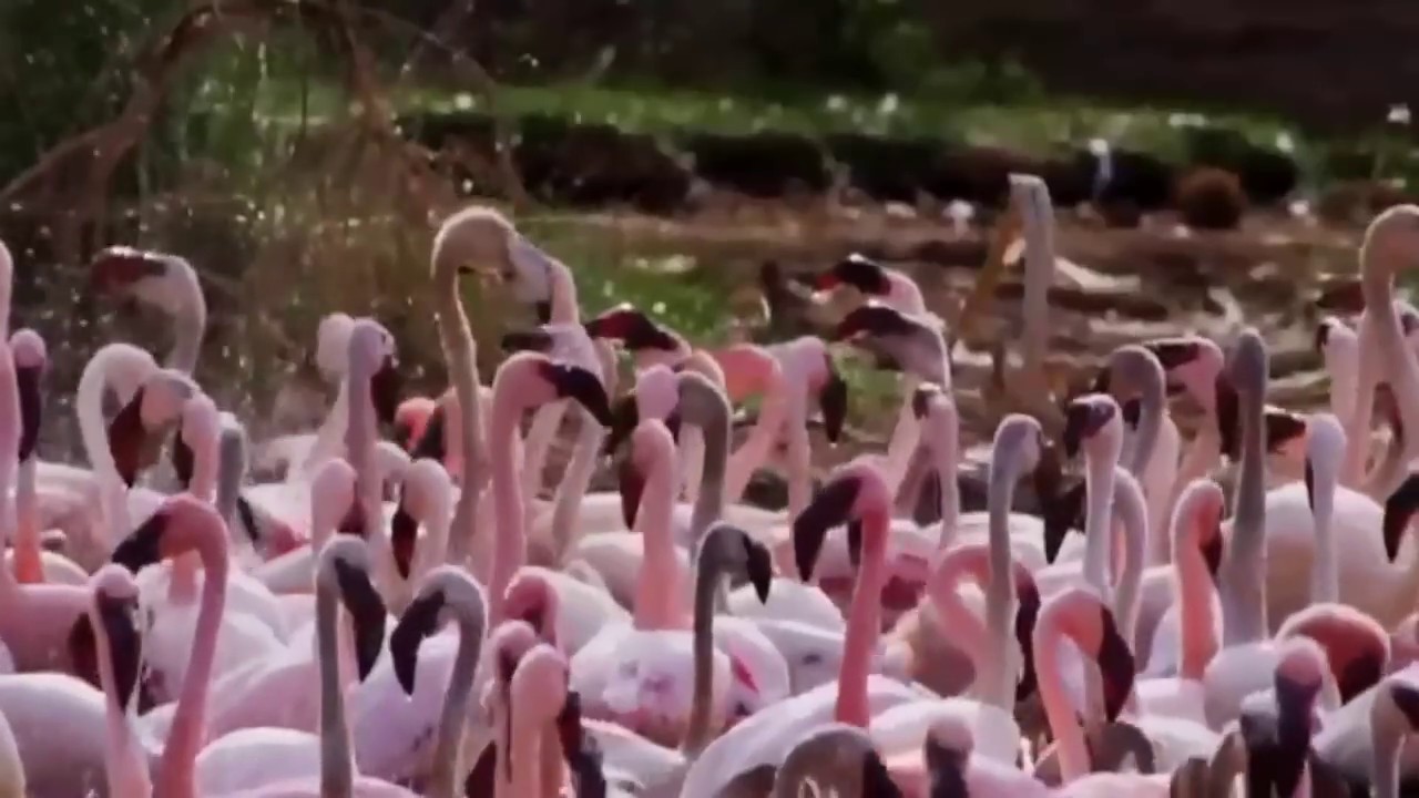 Flamingos - Relaxing music