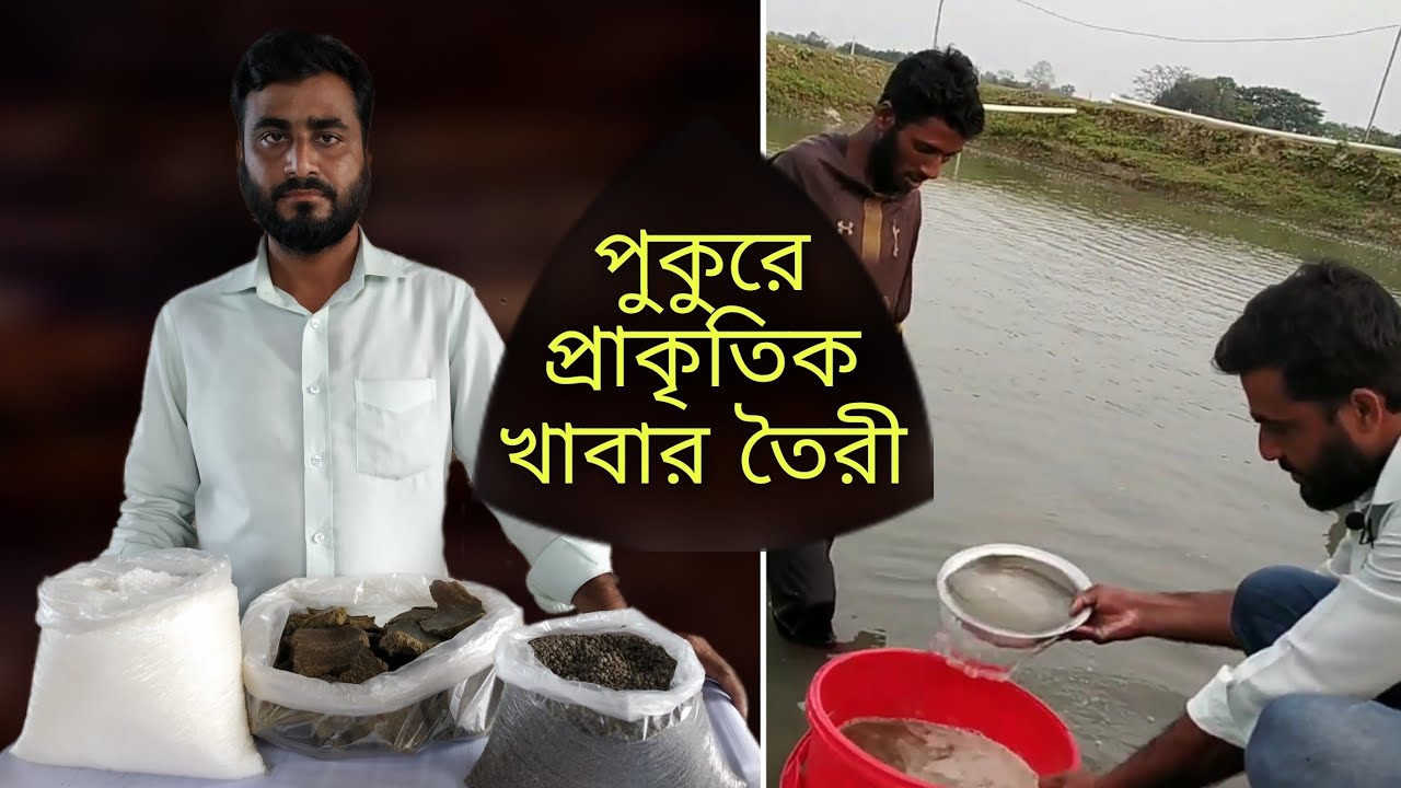পুকুরে ফ্রি খাবার তৈরী | খৈল ও সার দিয়ে পুকুরে প্ল্যাংকটন তৈরি | Making Natural Fish Food In Pond