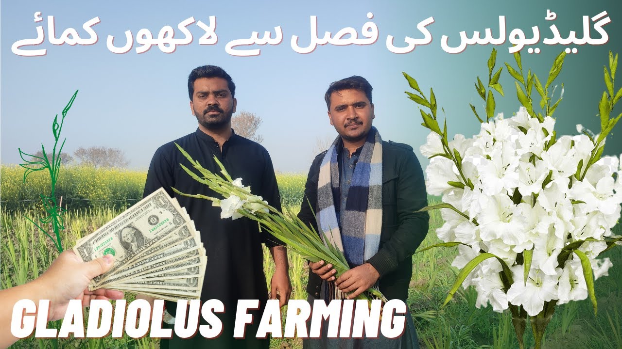New Flower Farming in Pakistan| Gladiolus flower| 3 Month Business  |  Earn Money method|