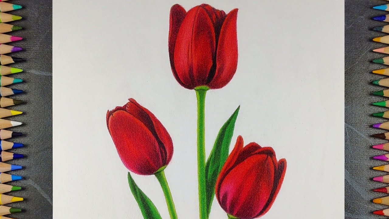 Realistic Tulip Flower Drawing | Colour Pencil Timelapse Art