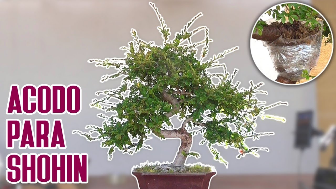Bonsai grande a shohin de calidad mediante acodo