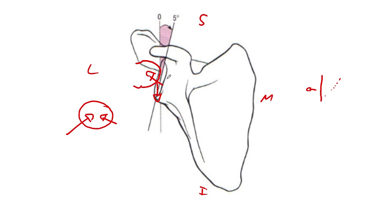 Biomecánica y Función de la Articulación Glenohumeral
