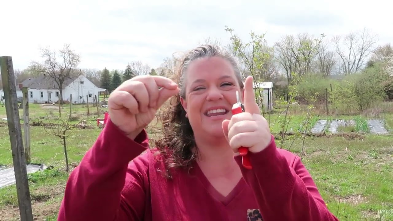 How to properly prune your blackberry's | Crooked Row