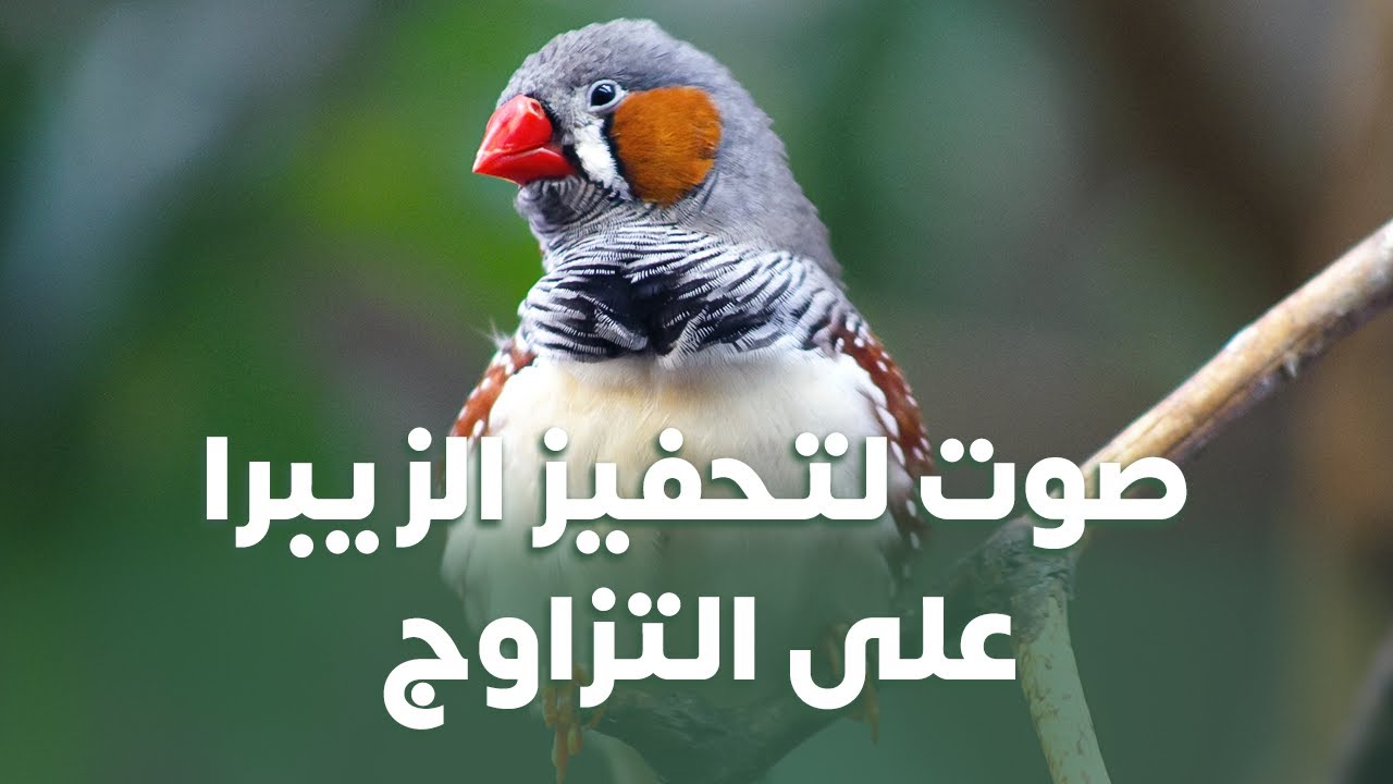 صوت لتحفيز #الزيبرا على التزاوج