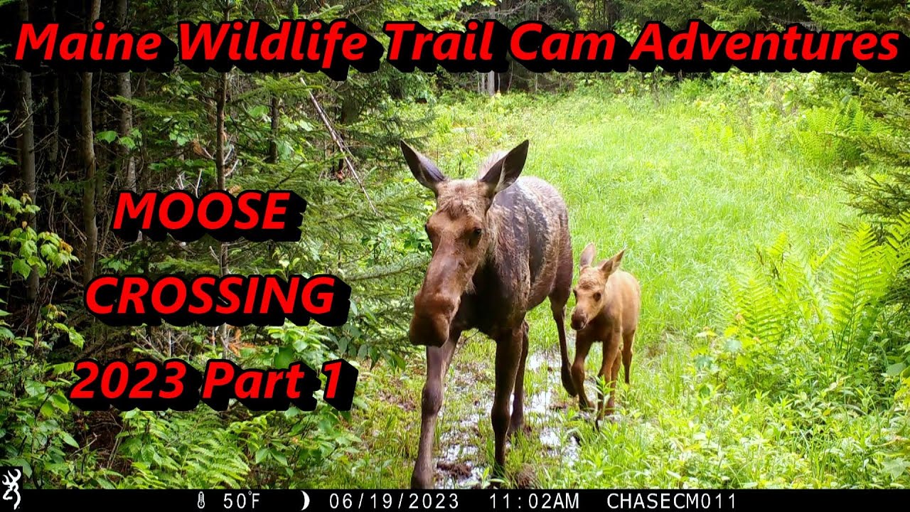 Wildlife Trail Cam Videos - Moose Crossing 2023 Part 1 ~ MOOSE!