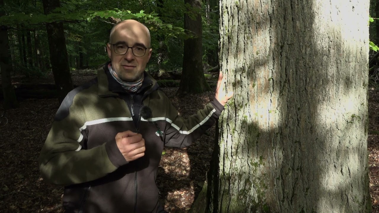 Eichenwertholz im Spessart - Teil 1
