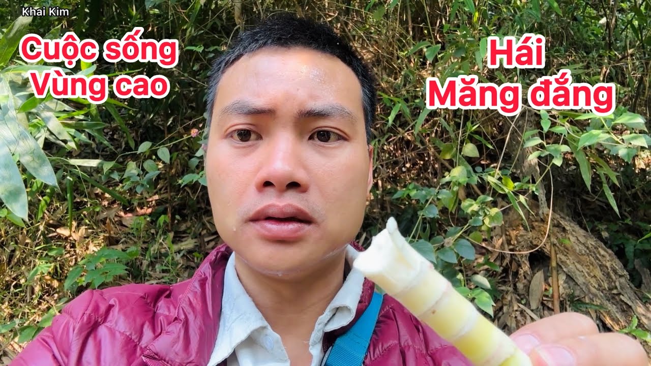 Cuộc sống vùng cao hái măng đắng trên rừng ăn măng tươi sống