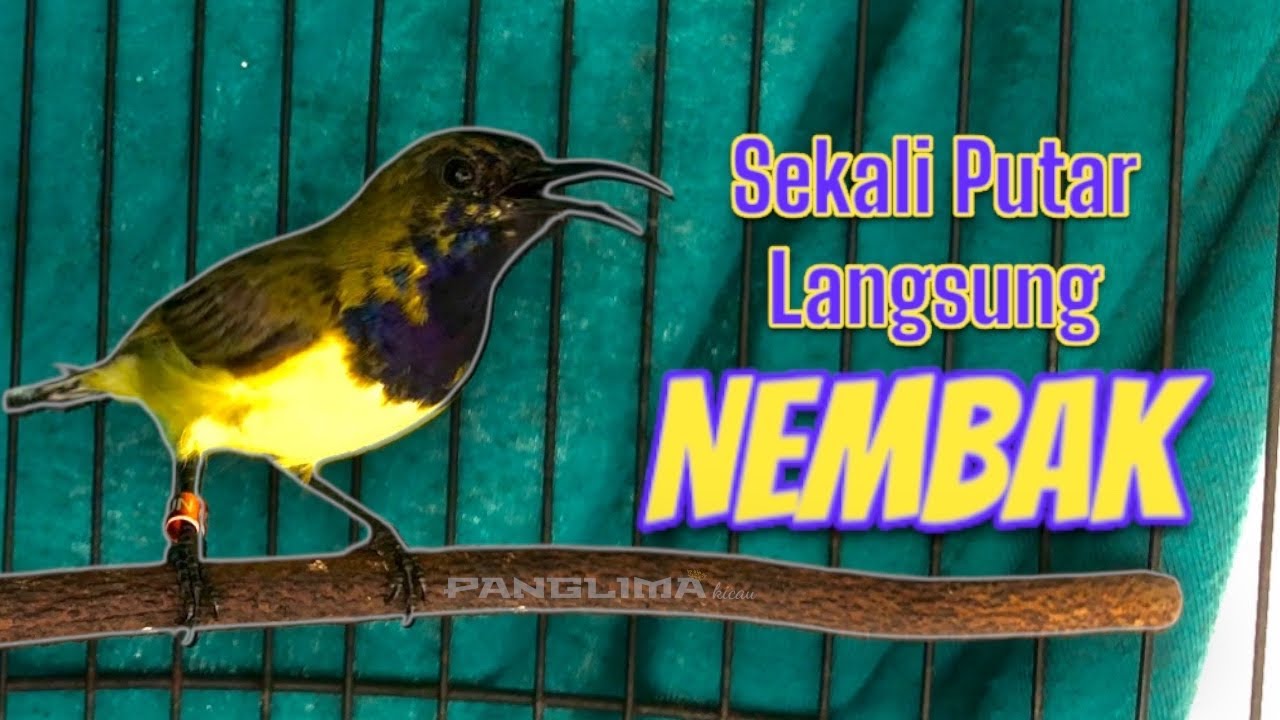 Paling Cepat Gacor ⚡ Sekali Putar Langsung Nembak #sogongacor #sogokotong #sogon 