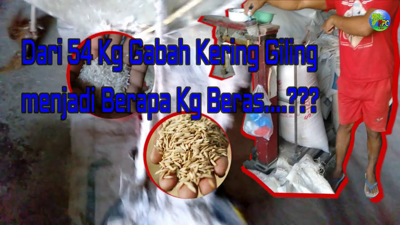 Padi Inpari 32 || Menghitung rendemen Varietas Inpari 32 dari Gabah Kering Giling ke Beras