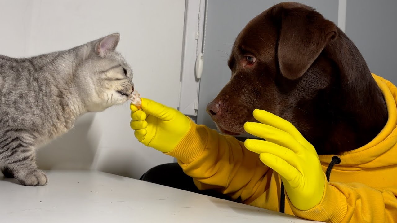 Funniest Ever! Dog Feeds Hungry Kitten!