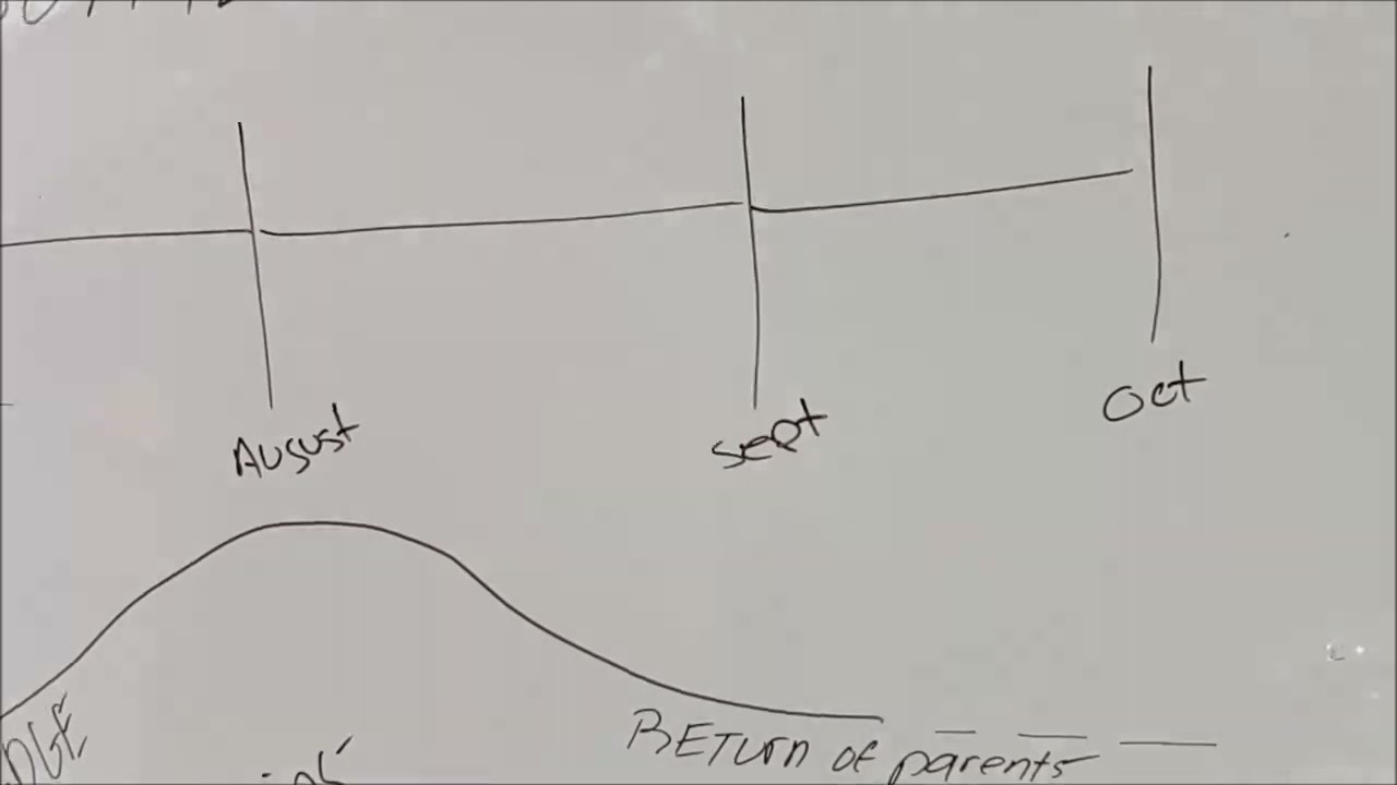 LATE SUMMER, EARY FALL SCREECH OWL BEHAVIOR--