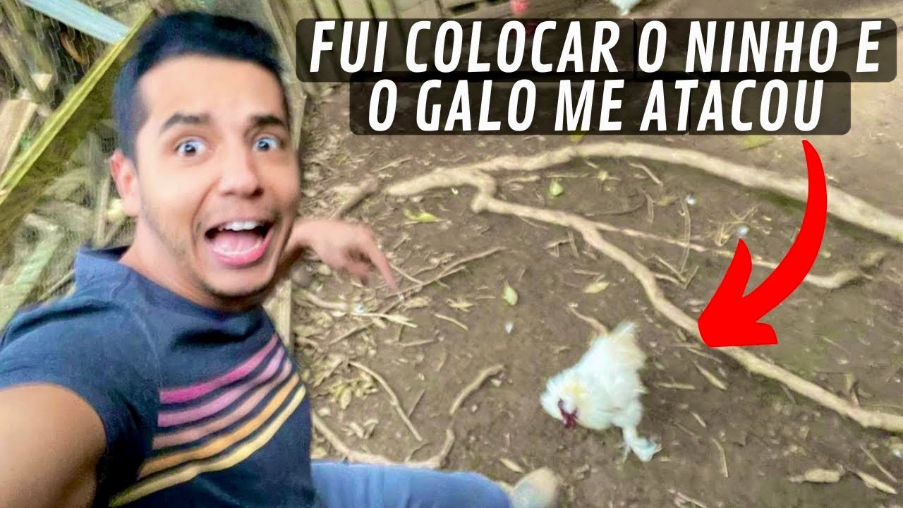 Formiga na caixa de abelha | ovos sedosa do Japão | Aves Recriar
